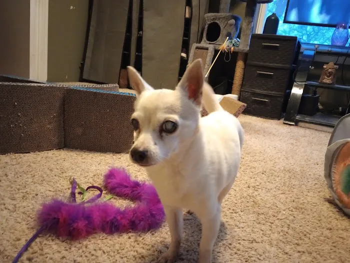 University Animal Hospital Picture 2