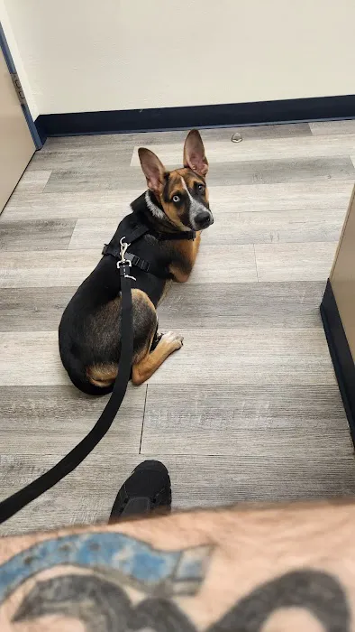 University Animal Hospital Picture 5