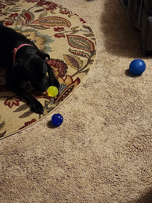 University Animal Hospital Picture 9