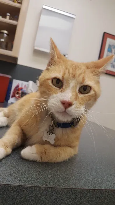 University Animal Hospital Picture 8