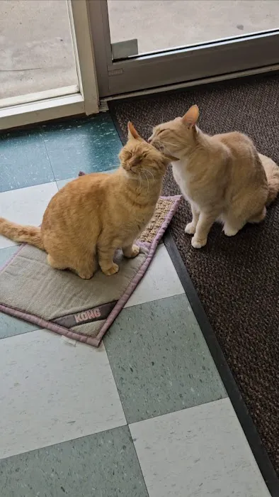 Cat Clinic of Norman Picture 7