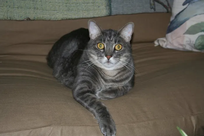 Cat Clinic of Norman Picture 2