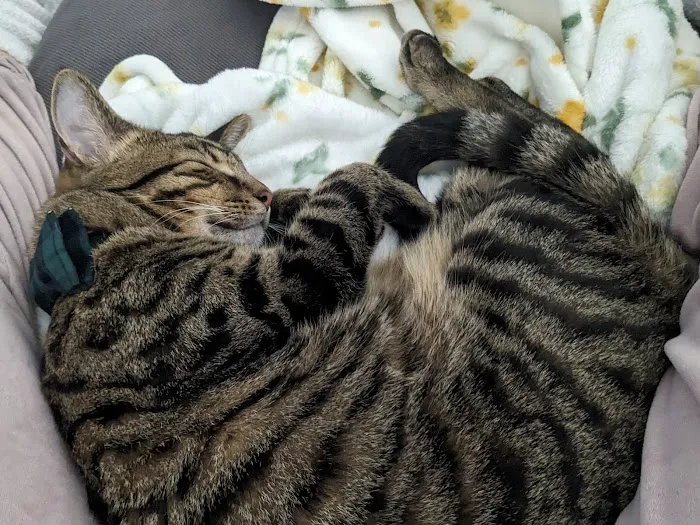 Cat Clinic of Norman Picture 4