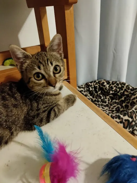 Cat Clinic of Norman Picture 6