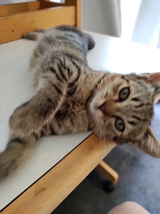 Cat Clinic of Norman Picture 5