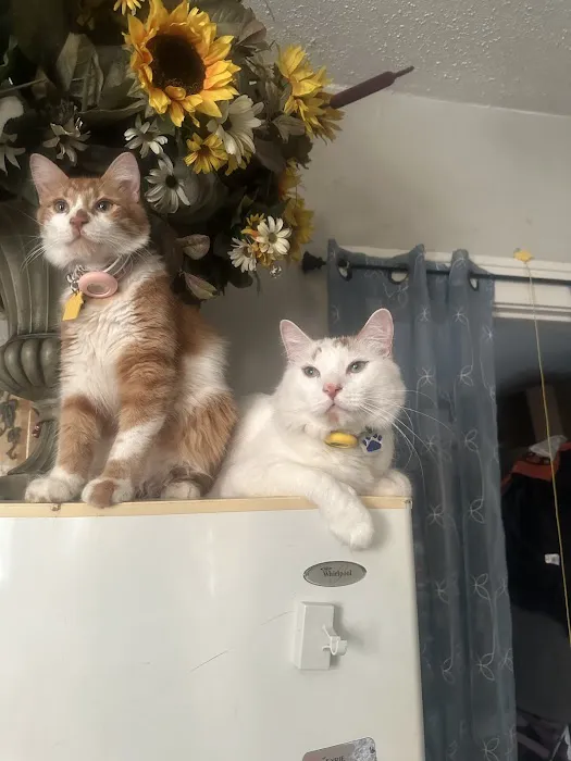 Cat Clinic of Norman Picture 8