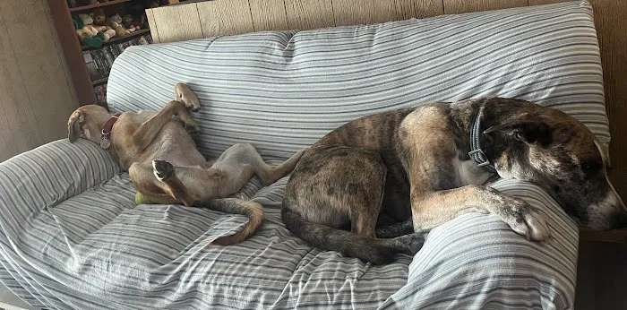 Boomer Veterinary Hospital Picture 4