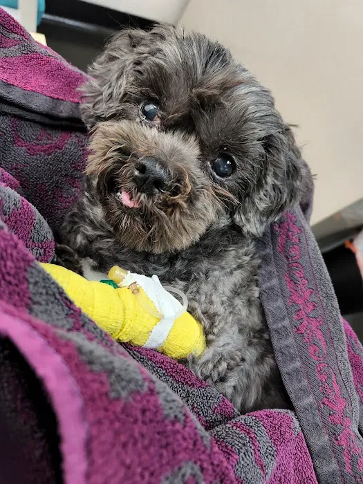 Boomer Veterinary Hospital Picture 6