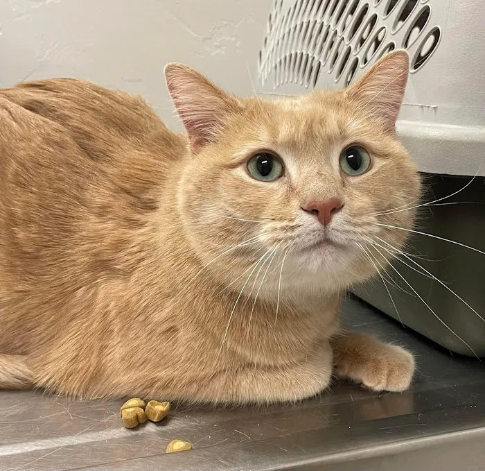 Boomer Veterinary Hospital Picture 9