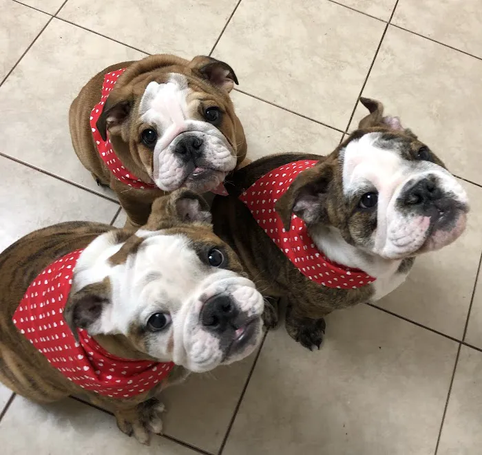 Westwood Veterinary Hospital Picture 3