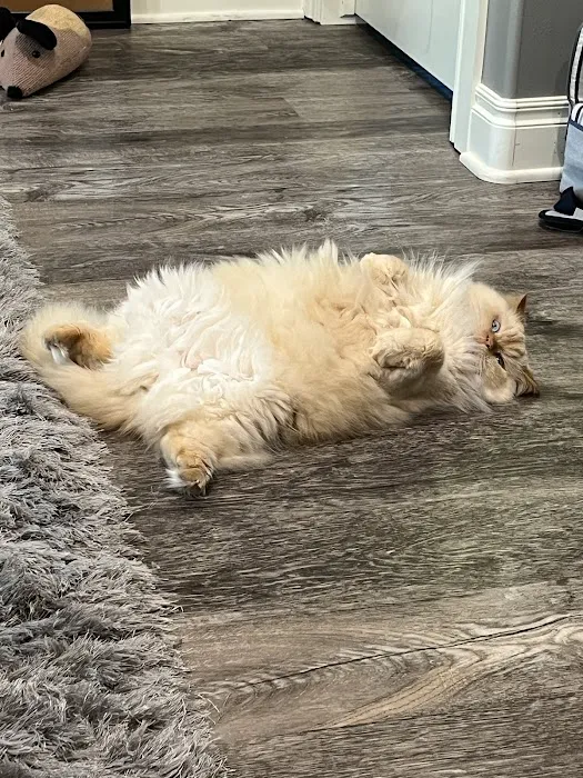 Westwood Veterinary Hospital Picture 6