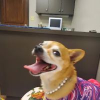 McGee Street Animal Hospital ico