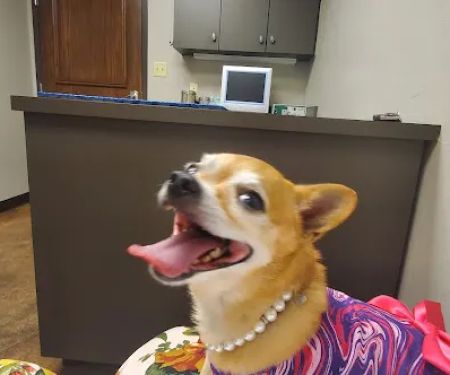 McGee Street Animal Hospital