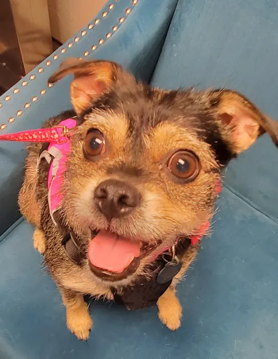 McGee Street Animal Hospital Picture 3