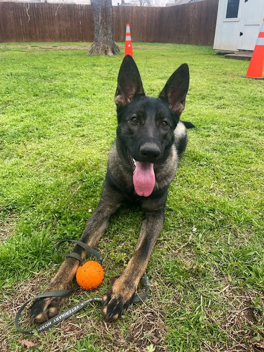 McGee Street Animal Hospital Picture 7