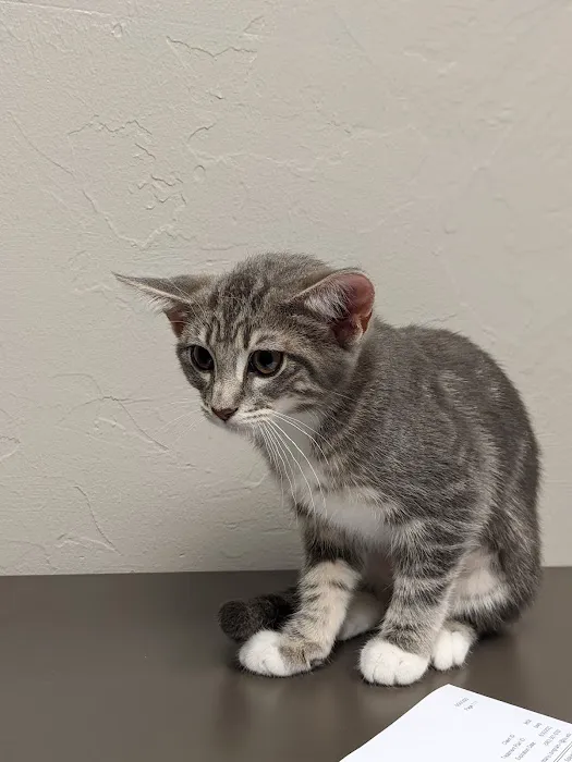 McGee Street Animal Hospital Picture 10