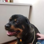 White Oaks Veterinary Clinic