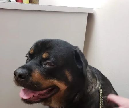 White Oaks Veterinary Clinic