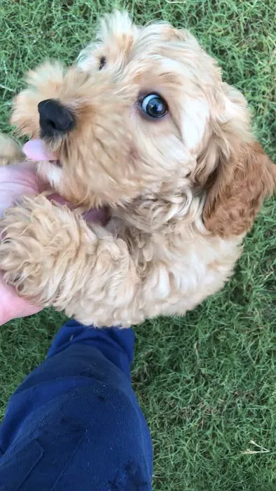 White Oaks Veterinary Clinic Picture 5