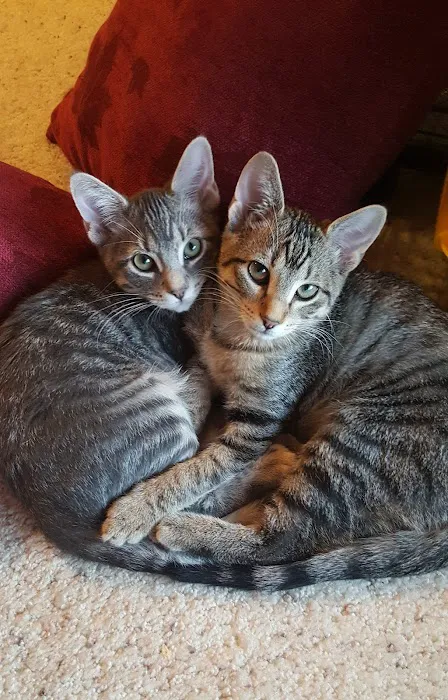 White Oaks Veterinary Clinic Picture 10