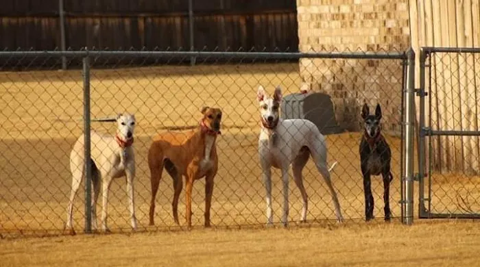 Acre View Pet Hospital PLLC Picture 5