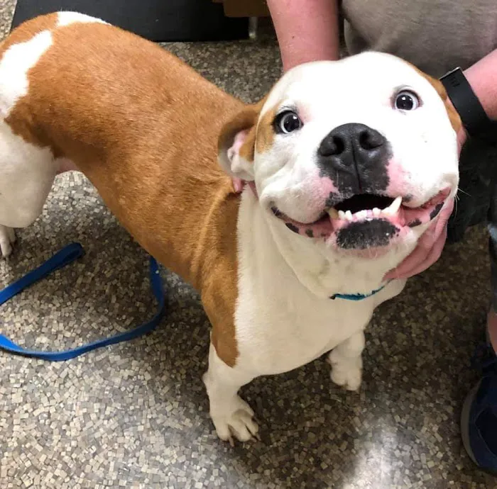 Acre View Pet Hospital PLLC Picture 8