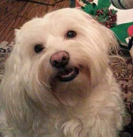 Acre View Pet Hospital PLLC Picture 6