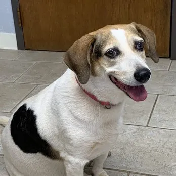 Acre View Pet Hospital PLLC Picture 1