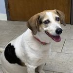 Acre View Pet Hospital PLLC