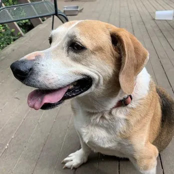 Acre View Pet Hospital PLLC Picture 3