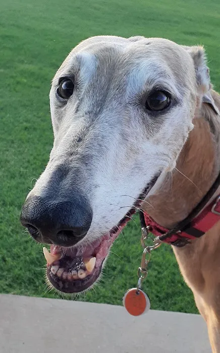 Acre View Pet Hospital PLLC Picture 9