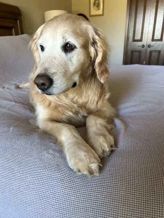 Pampered Pets Veterinary Clinic & Spa Picture 2