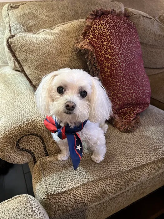 Pampered Pets Veterinary Clinic & Spa Picture 5