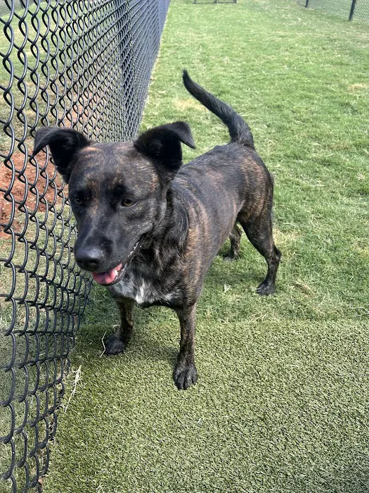 Pampered Pets Veterinary Clinic & Spa Picture 9