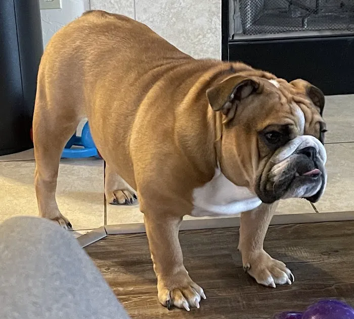 Memorial Road Pet Hospital Picture 1