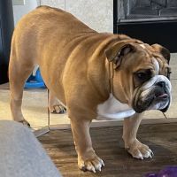 Memorial Road Pet Hospital ico