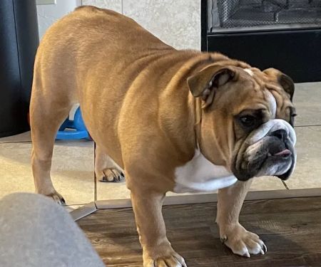 Memorial Road Pet Hospital