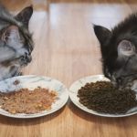 Preventing Bladder Infections in Cats with Proper Diet: Tips for Pet Owners