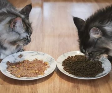 Preventing Bladder Infections in Cats with Proper Diet: Tips for Pet Owners