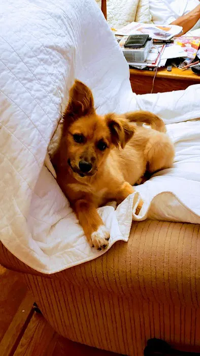 Neighborhood Veterinary Services Picture 5