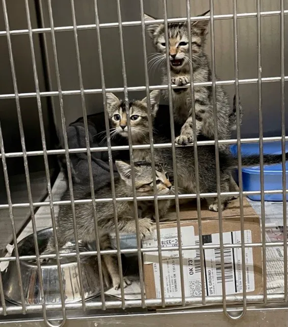 Neighborhood Veterinary Services Picture 7