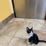 Banfield Pet Hospital