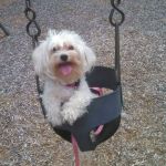 The Visiting Veterinarian