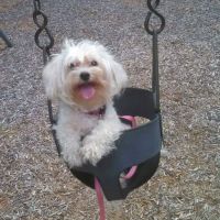 The Visiting Veterinarian ico