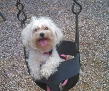 The Visiting Veterinarian