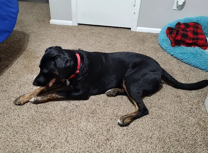 The Visiting Veterinarian Picture 4