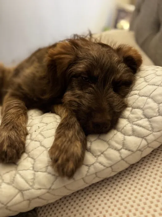 The Visiting Veterinarian Picture 2