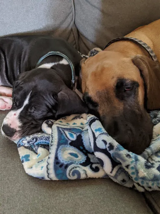 The Visiting Veterinarian Picture 7