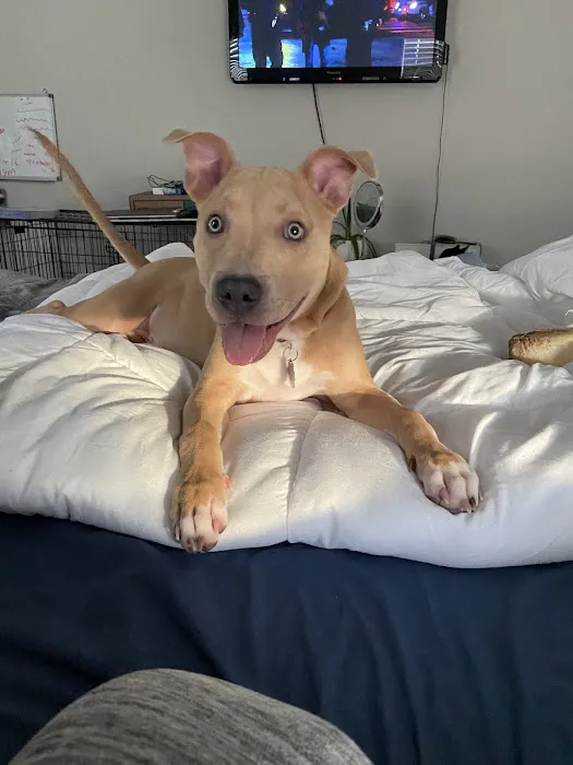 The Visiting Veterinarian Picture 6