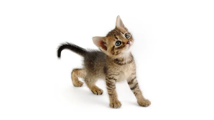 The Visiting Veterinarian Picture 8